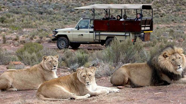 Sunset Big 5 Aquila Safari Snacks and Wine Tasting