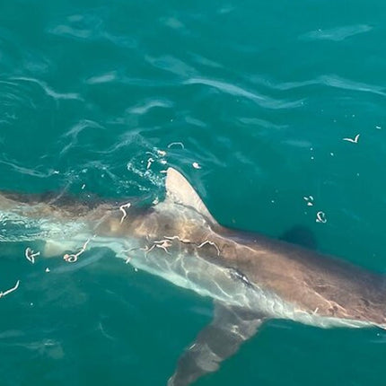 From Cape Town Shark Cage Diving and Viewing in Gansbaai