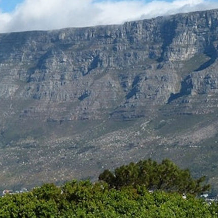 Cape Town: Half-Day City Tour