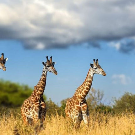 Johannesburg to Lesedi Cultural Village and Lion Park Day Tour