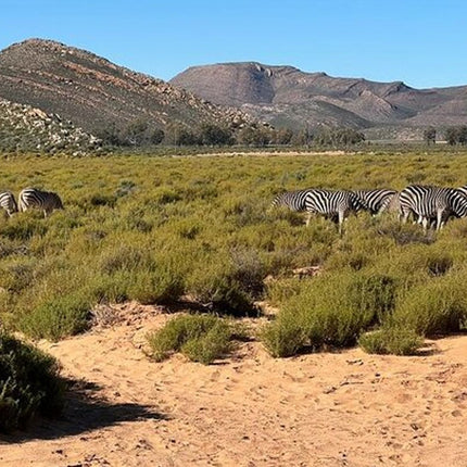 Early Morning Safari Big Five Experience