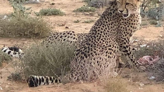 Cape Town Private Safari Transfer Service