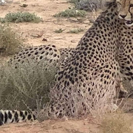 Cape Town Private Safari Transfer Service