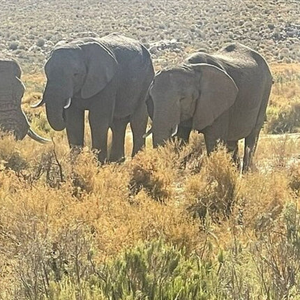 Sunset Big 5 Aquila Safari Snacks and Wine Tasting