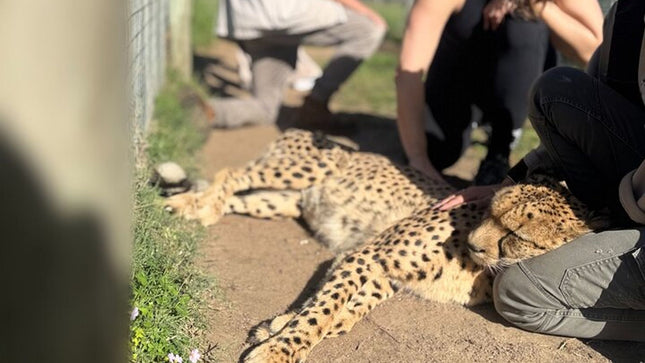 Full day tour: Cheetah outreach, Stellenbosch and Giraffe House