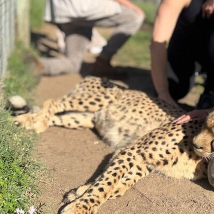 Full day tour: Cheetah outreach, Stellenbosch and Giraffe House