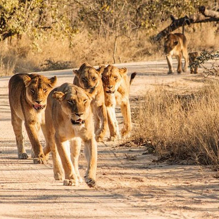 Kruger Park Safari