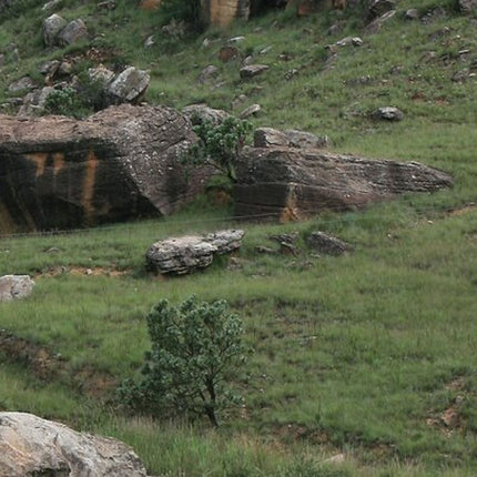 Sani Pass Day Tour from Durban