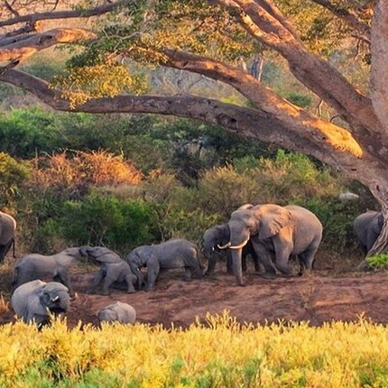 Kruger National Park 2-Day Safari Trip From Cape Town