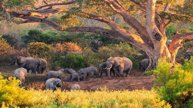 Kruger National Park 2-Day Safari Trip From Cape Town