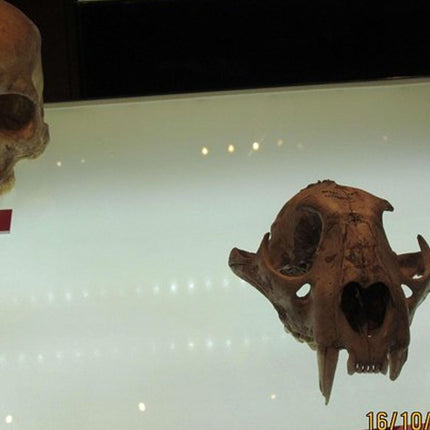 Cradle of Humankind and Lesedi Private Tour from Johannesburg