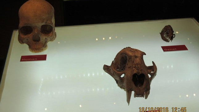 Cradle of Humankind and Lesedi Private Tour from Johannesburg