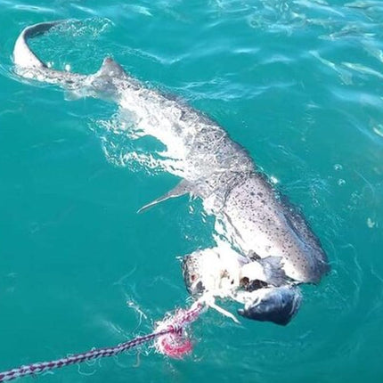 From Cape Town Shark Cage Diving and Viewing in Gansbaai