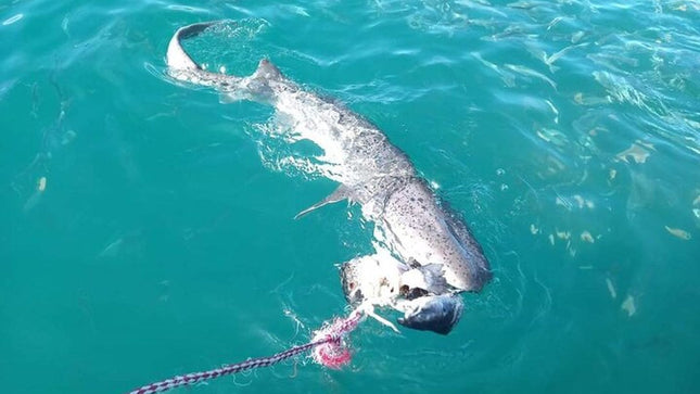 From Cape Town Shark Cage Diving and Viewing in Gansbaai