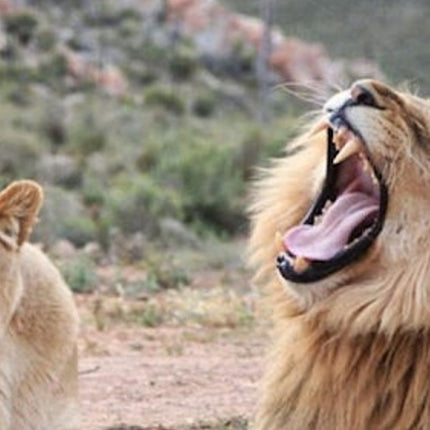 Cape Town: Small-Group Aquila Safari Tour with Wine Tasting