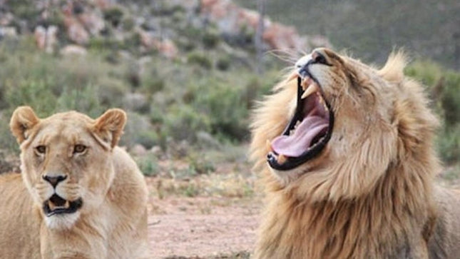 Cape Town: Small-Group Aquila Safari Tour with Wine Tasting