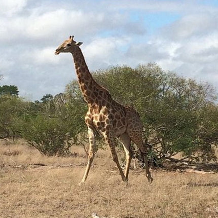 7 Days Kruger National Park Private Tour