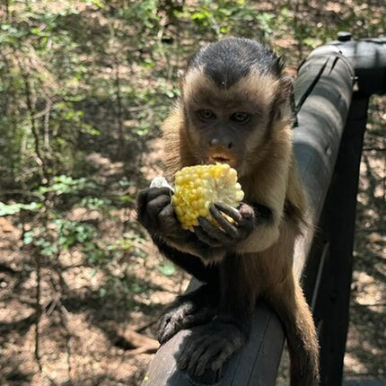 Elephant & Monkey Sanctuary Tour from Johannesburg