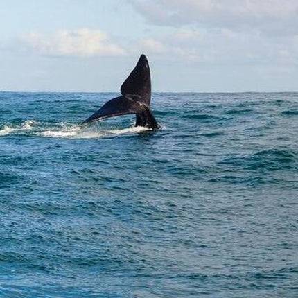 Whale Watching Tour in Hermanus