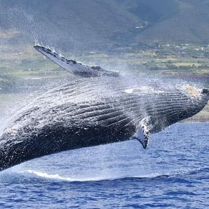 Whale Watching in Hermanus: Must-Do Activity in Cape Town, SA