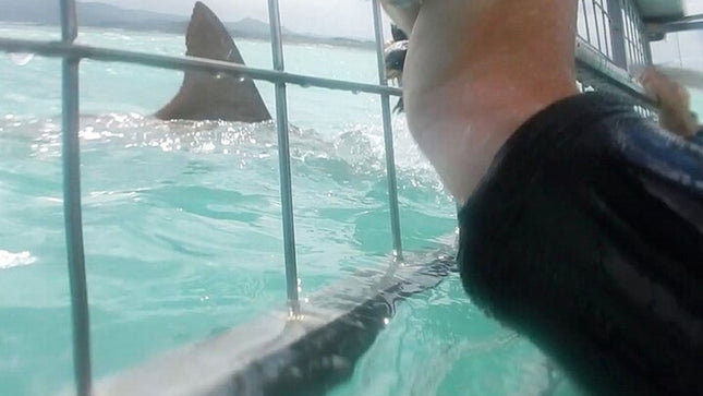 White Shark Cage Full Day Tour in Cape Town