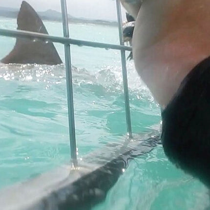 White Shark Cage Full Day Tour in Cape Town