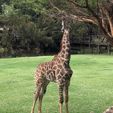 Unforgettable Lion Safari Adventure from Johannesburg