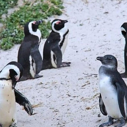 From Cape Town: Cape Agulhas Full Day Tour with Hotel Pick UP