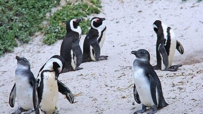 From Cape Town: Cape Agulhas Full Day Tour with Hotel Pick UP
