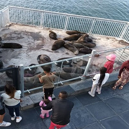 Half Day Experience in Robben Island Museum From Cape Town