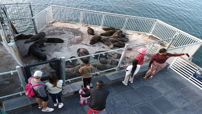 Half Day Experience in Robben Island Museum From Cape Town