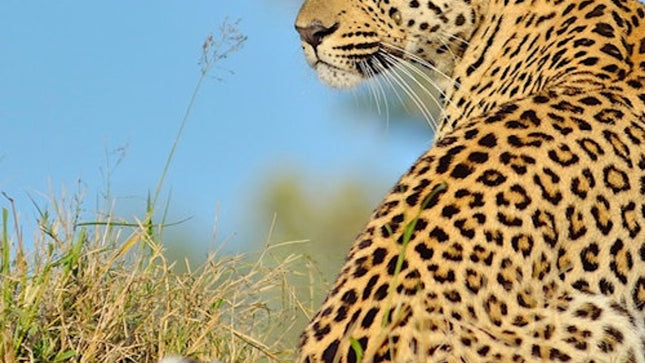 Cape Town: Sunset Aquila Safari Tour with Wine Tasting