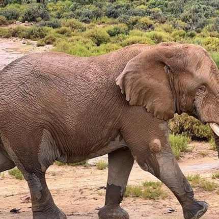Early Morning Safari Big Five Experience