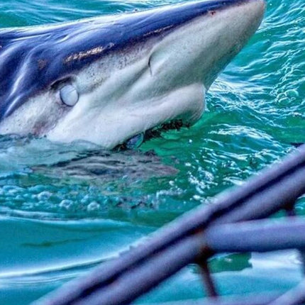 From Cape Town Shark Cage Diving and Viewing in Gansbaai