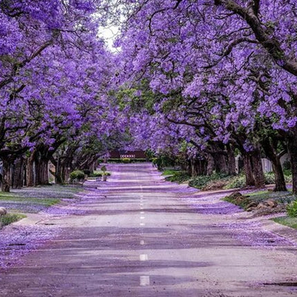 Johannesburg Full-Day Private Car with Chauffeur Service