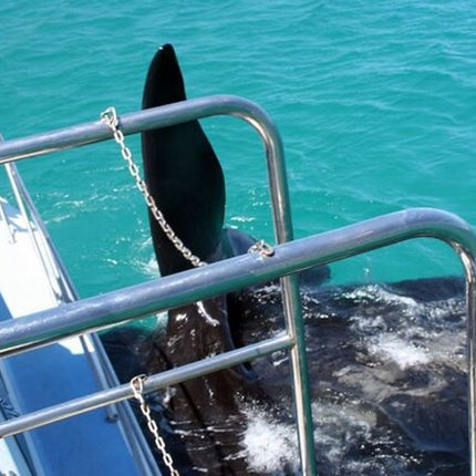 Whale Watching Tour in Hermanus