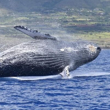 Whale Watching in Hermanus: Must-Do Activity in Cape Town, SA