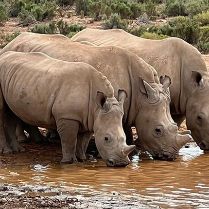 Early Morning Safari Big Five Experience