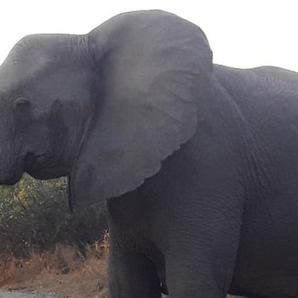 Hluhluwe Imfolozi Park Day Safari