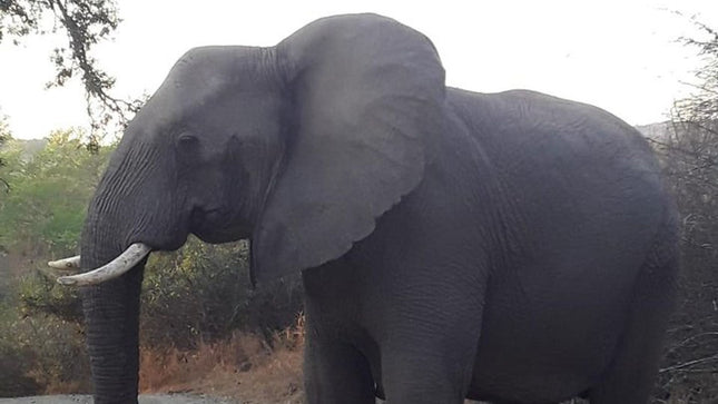 Hluhluwe Imfolozi Park Day Safari