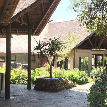 Unforgettable Lion Safari Adventure from Johannesburg