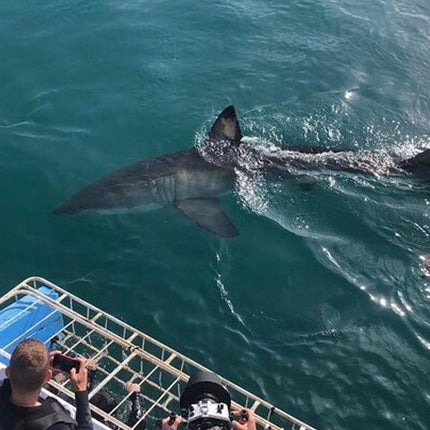 From Cape Town Shark Cage Diving and Viewing in Gansbaai