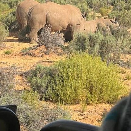 Early Morning Safari Big Five Experience