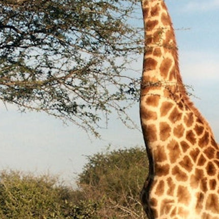 Cape Town: Full-Day Aquila Safari Tour with Nederburg Wine Tasting
