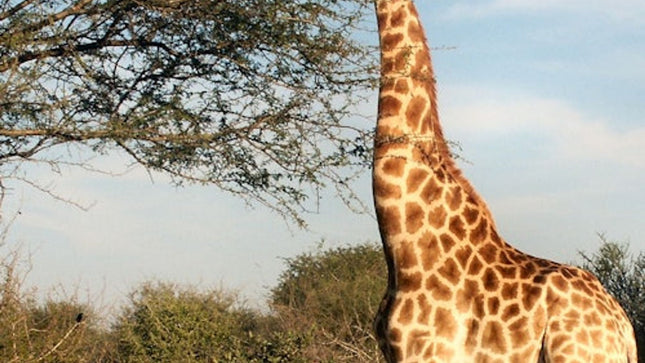 Cape Town: Full-Day Aquila Safari Tour with Nederburg Wine Tasting