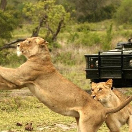 7 Days Safari - Isimangaliso, Hluhluwe & Drakensberg from Durban