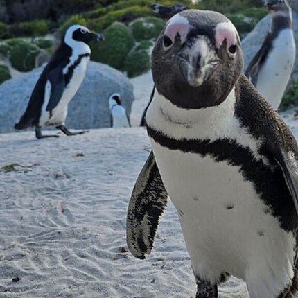 Boulders Penguins in Cape Town full day tour