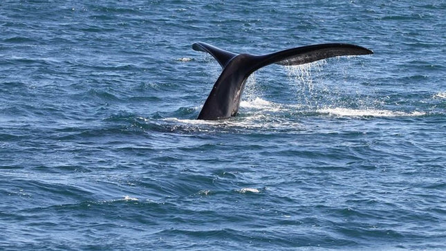 Whale Watching in Hermanus: Must-Do Activity in Cape Town, SA