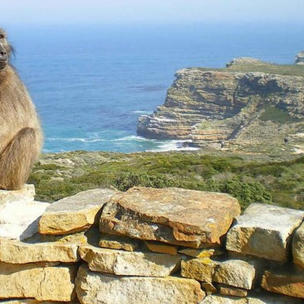 Cape Point Explore with Boulder's Penguins Small Group Day Tour