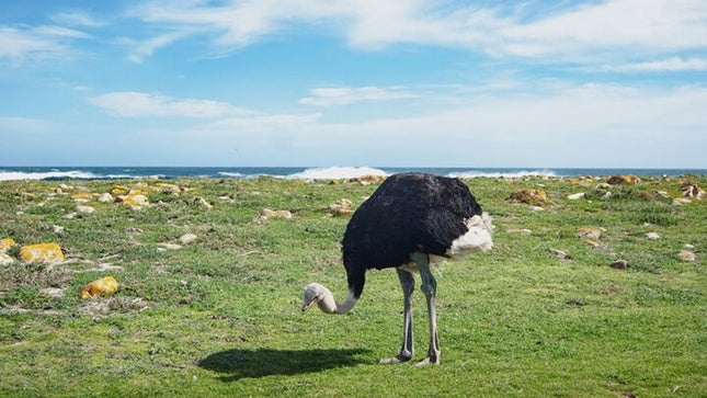 Small Group Cape of Good Hope, Boulders and Cape Point